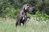DOGUE ALLEMAND 160